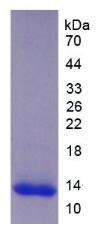 Recombinant A Disintegrin And Metalloproteinase With Thrombospondin 8 (ADAMTS8)