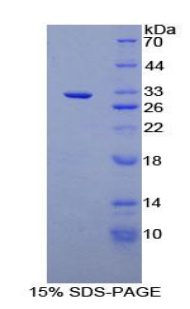 Recombinant O-Fucosylpeptide-3-Beta-N-Acetylglucosaminyltransferase (RFNG)