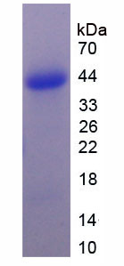 Recombinant Nodal Homolog (NODAL)