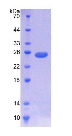 Recombinant NODAL Modulator 1 (NOMO1)