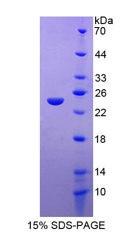 Recombinant Family With Sequence Similarity 20, Member A (FAM20A)