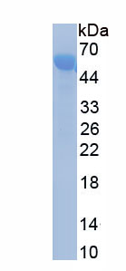 Recombinant CUGBP Elav Like Family, Member 1 (CELF1)