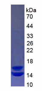 Recombinant Calprotectin (CALPRO)