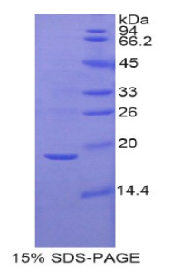 Recombinant Gastrokine 3 (GKN3)