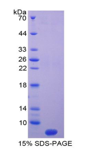 Recombinant T-Kininogen 1 (KNT1)