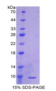 Recombinant T-Kininogen 1 (KNT1)