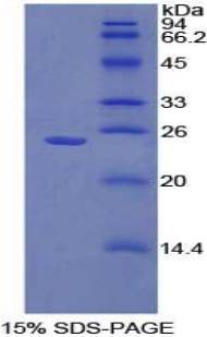 Recombinant Sprouty Homolog 1 (SPRY1)