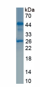 Recombinant Delta/Notch Like EGF Repeat Containing Protein (dNER)