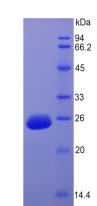 Recombinant Fibroblast Growth Factor 15 (FGF15)