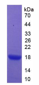 Recombinant Angiogenic Factor With G Patch And FHA Domains 1 (AGGF1)