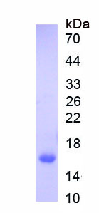 Recombinant Basic Helix Loop Helix Domain Containing Protein B8 (BHLHB8)