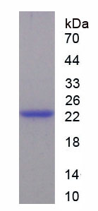 Recombinant Brother Of CDO Homolog (BOC)