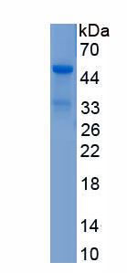 Recombinant CD5 Antigen Like Protein (CD5L)
