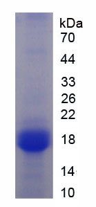 Recombinant Complement Factor H Related Protein 3 (CFHR3)