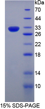 Recombinant CASP8 And FADD Like Apoptosis Regulator (CFLAR)