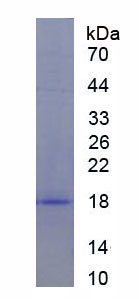 Recombinant Eukaryotic Translation Initiation Factor 4E Binding Protein 1 (EIF4EBP1)