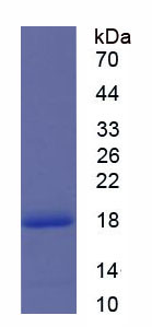 Recombinant Eukaryotic Translation Initiation Factor 4E Binding Protein 1 (EIF4EBP1)