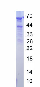 Recombinant Myoferlin (MYOF)
