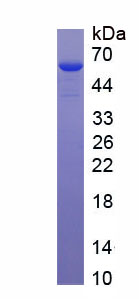 Recombinant Junctional Adhesion Molecule 3 (JAM3)