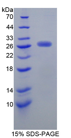 Recombinant Junctional Adhesion Molecule 3 (JAM3)