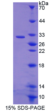 Recombinant EGF Like Domain Protein, Multiple 7 (EGFL7)