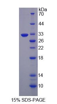 Recombinant EGF Like Domain Protein, Multiple 7 (EGFL7)