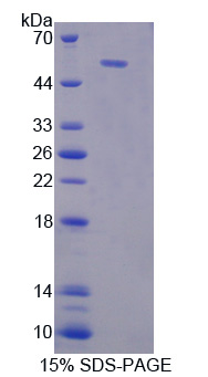 Recombinant Leucine Rich Repeat Neuronal Protein 1 (LRRN1)