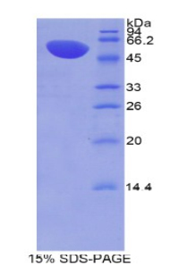 Recombinant Myxovirus Resistance 1 (MX1)