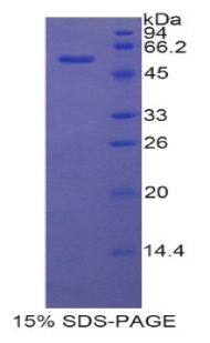 Recombinant Myxovirus Resistance 1 (MX1)