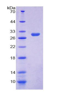 Recombinant Myxovirus Resistance 1 (MX1)