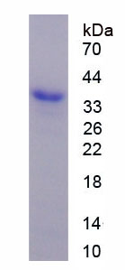 RPL818Hu01.jpg