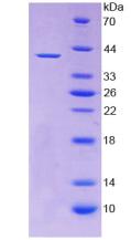 Recombinant Wingless Type MMTV Integration Site Family, Member 2 (WNT2)