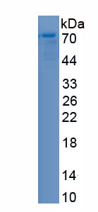 Recombinant NGFI-A Binding Protein 2 (NAB2)