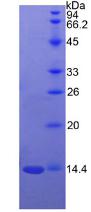 Recombinant Semaphorin 3A (SEMA3A)