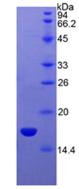 Recombinant Semaphorin 3A (SEMA3A)