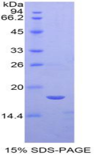 Recombinant Semaphorin 3A (SEMA3A)