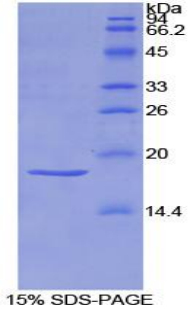 Recombinant Semaphorin 3A (SEMA3A)