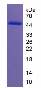 Recombinant Neogenin 1 (NEO1)