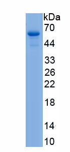 Recombinant Nuclear Factor, Interleukin 3 Regulated (NFIL3)