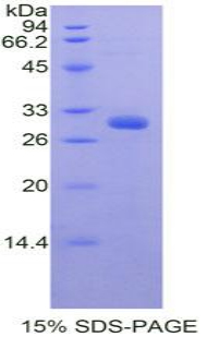 Recombinant PR Domain Containing Protein 1 (PRDM1)