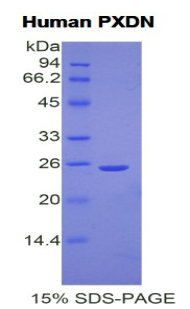 Recombinant Peroxidasin Homolog (PXDN)