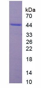 Recombinant Ribosomal Protein S6 Kinase Alpha 5 (RPS6Ka5)