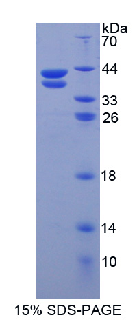 Recombinant Resistin Like Beta (RETNLb)