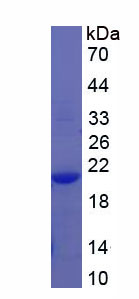 Recombinant REV1 Homolog (REV1)