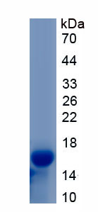 Recombinant R-Spondin 1 (RSPO1)