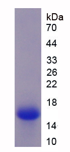 Recombinant R-Spondin 1 (RSPO1)