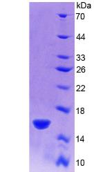 Recombinant R-Spondin 1 (RSPO1)