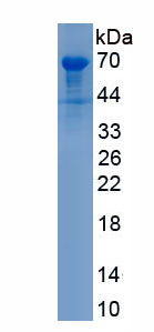 Recombinant TNF Receptor Associated Factor 3 Interacting Protein 2 (TRAF3IP2)