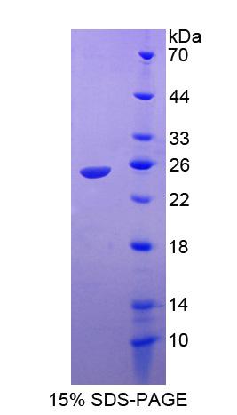 Recombinant Ras Related C3 Botulinum Toxin Substrate 1 (Rac1)