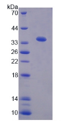 Recombinant Tsukushin (TSK)